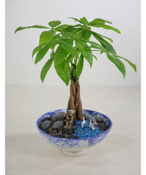 Money Tree Plant Delivery - San Mateo - Ah Sam Florist