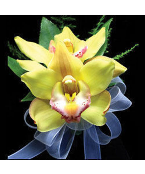 Cymbidium Orchid