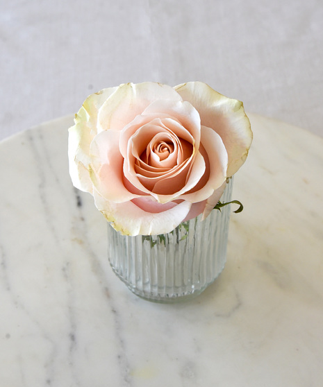 six classic red roses in a vase