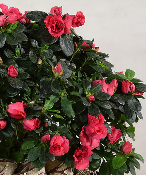Blooming Azalea plant, fluffy multi-petal flowers in a basket and bow. 