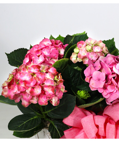 Large ruffled blooms are the signature of the hydrangea. Two hydrangeas are together in a basket decorated with moss and a bow. 