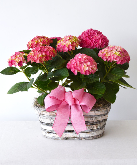 Large ruffled blooms are the signature of the hydrangea. Two hydrangeas are together in a basket decorated with moss and a bow. 