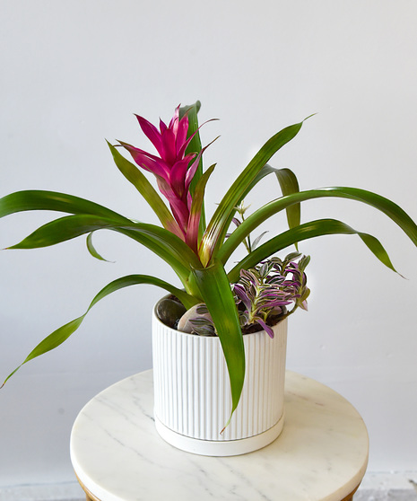 Urban Bromeliad