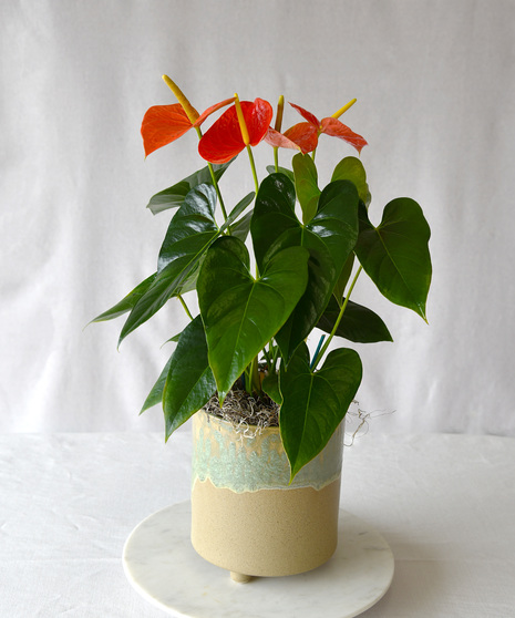 This tropical plant will warm the heart and enhance any room. A beautiful blooming bright pink, coral, purple or red anthurium plant in a  ceramic container.  