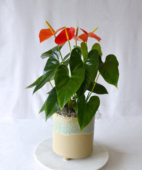 Tropical Heart - Anthurium Plant