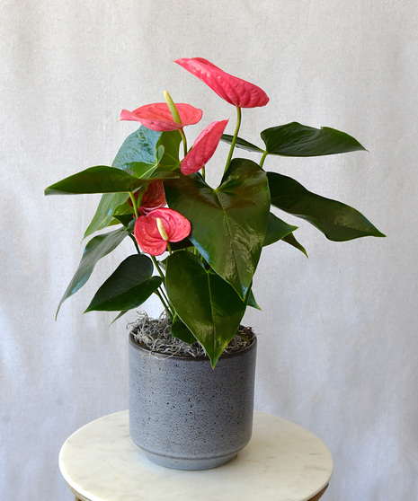 Tropical Heart - Anthurium Plant