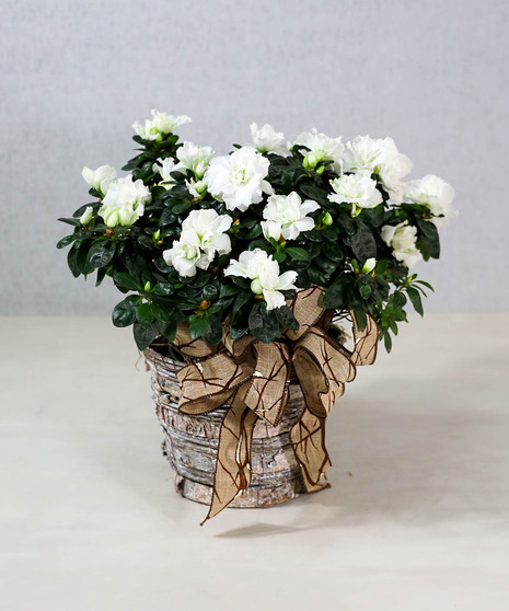 Blooming Azalea Plant - Available Dec 6th