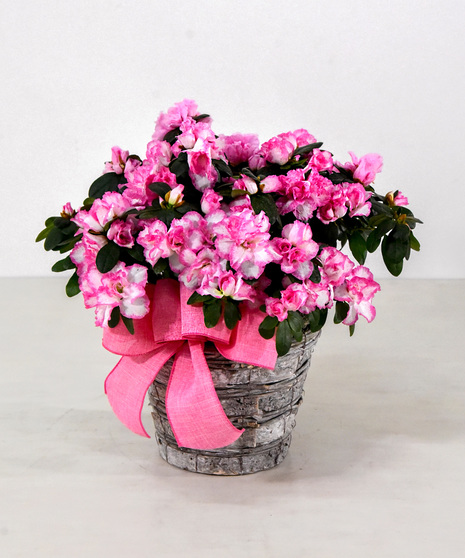 Blooming Azalea Plant