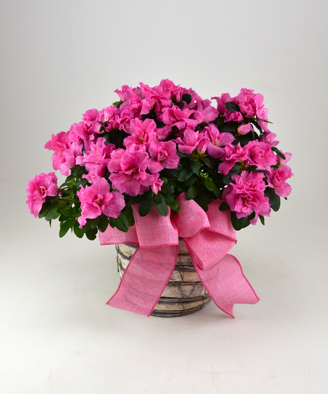 Blooming Azalea Plant