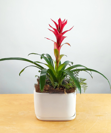 Send a long-lasting tropical to home or office. This garden arrives in a contemporary white ceramic container.  