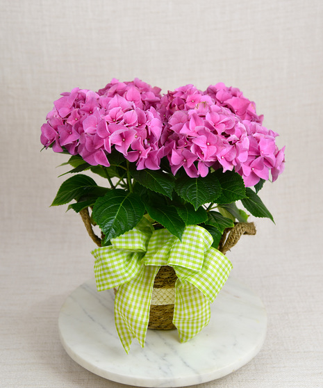 Blooming Hydrangea Plant