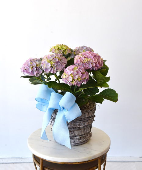 Lavender Blue Hydrangea in Basket
