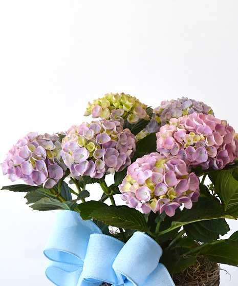 Large ruffled blooms are the signature of the hydrangea. Two hydrangeas are together in a basket decorated with moss and a bow. 