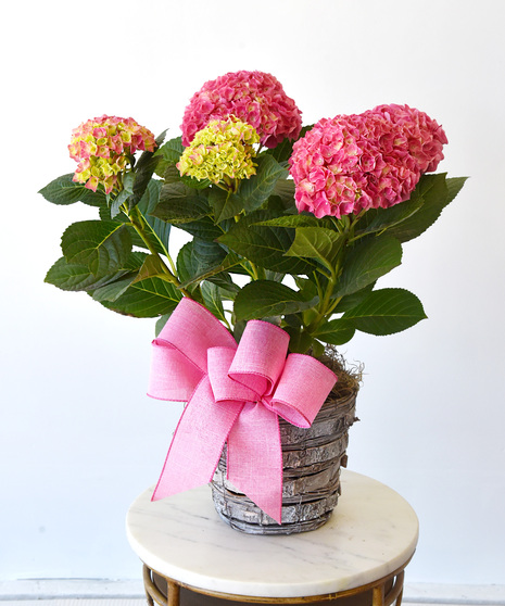Pink Hydrangea in Natural Basket