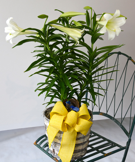 Lovely Easter Lily Plant