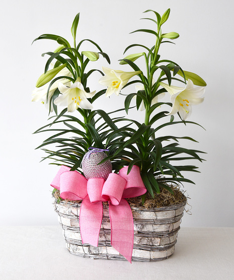 Our lush Easter lily plant with multiple blossoms is presented in a natural basket and a spring bow with a bird in a nest. 