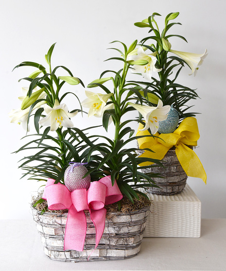 Lovely Easter Lily Plant