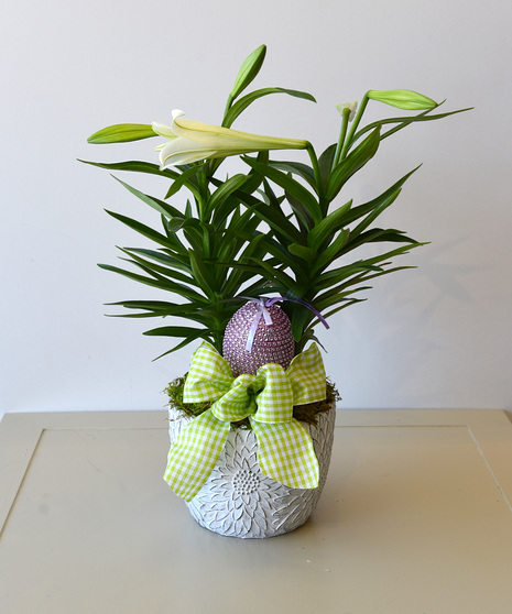 Lovely Easter Lily Plant