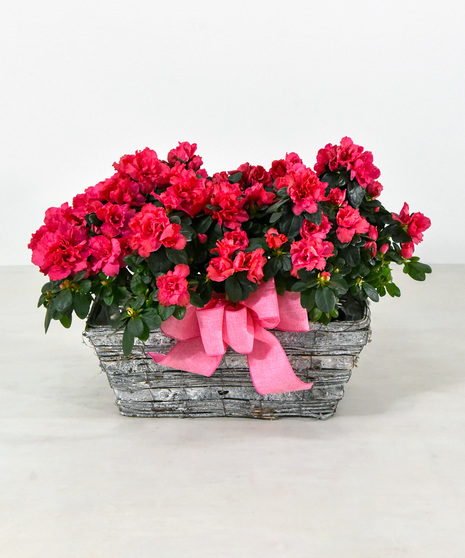 Double Azalea Basket