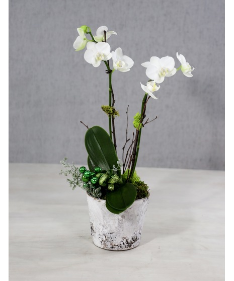 Phalaenopsis Orchid Sparkle