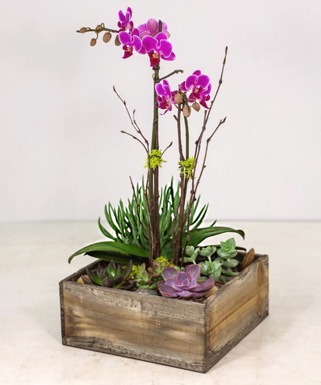 Planted arrangement  contains multiple succulents, a single  small, 2 stemmed orchid with butterfly shaped  blooms. Is adorned with natural elements of rocks, sticks and moss.