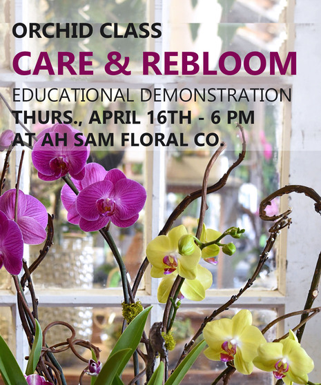 Orchid Care + Rebloom Class | April 16th