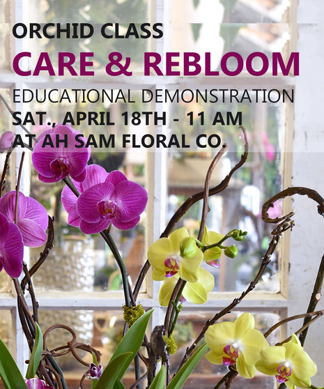 Orchid Care + Rebloom Class | April 18th