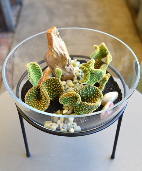 Modern Cacti Garden - Golden Swirl Opuntia Microdasys