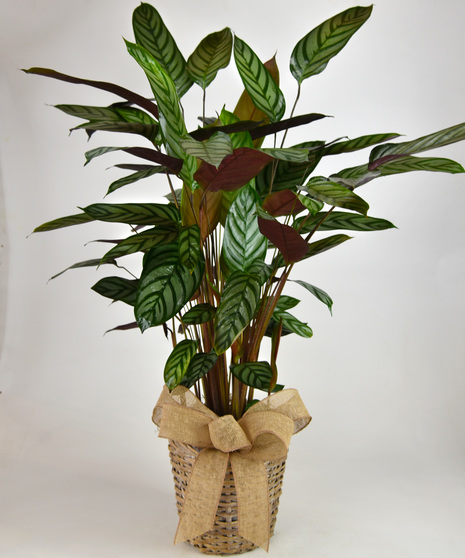 Nicknamed Zebra Plant, the Calathea Setosa is a striking plant.  Glossy, silver and deep green variegated striped pointed leaves sway from red stems. 