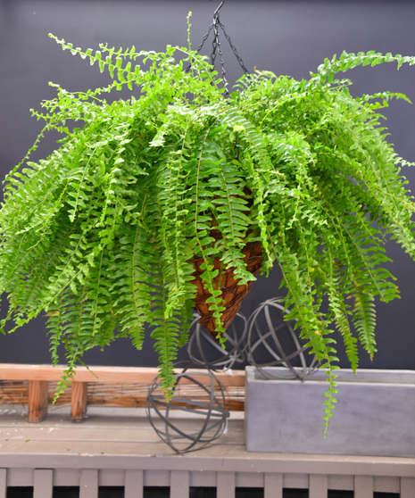 Kimberly Queen Fern in Hanging Basket