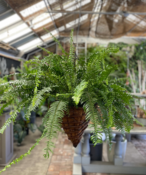 Kimberly Queen Fern in Hanging Basket