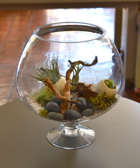 Terrariums | Succulents | Air Plants
