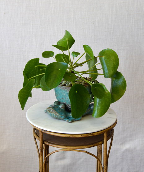 Pilea Frog Garden