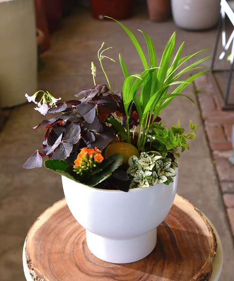 Lucky Charms Shamrock Garden