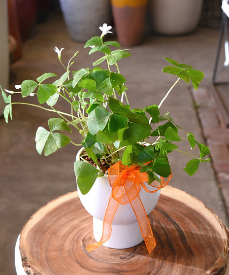 Green (or purple) shamrock plant with clover-shaped leaves in a white ceramic container, styled in a clean and minimal design for St. Patrick’s Day.
