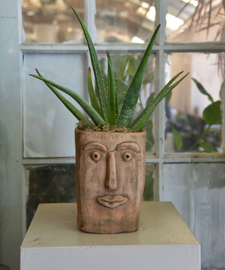 Calathea with beautiful leaves in a whimsical face in a terracotta container