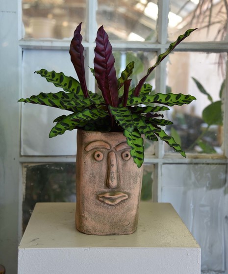 Calathea with beautiful leaves in a whimsical face in a terracotta container