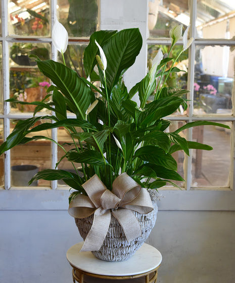 Spathiphyllum, Peace Lily Plant