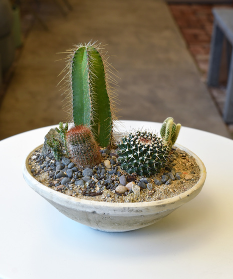 Sedona Cacti Garden