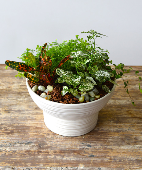 Mixture of green plants in a white circular ceramic self watering container.  