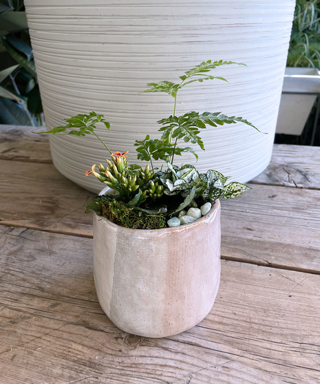  petite dish garden features a curated mix of indoor plants accented with natural rocks and soft moss designed in a ceramic container. 