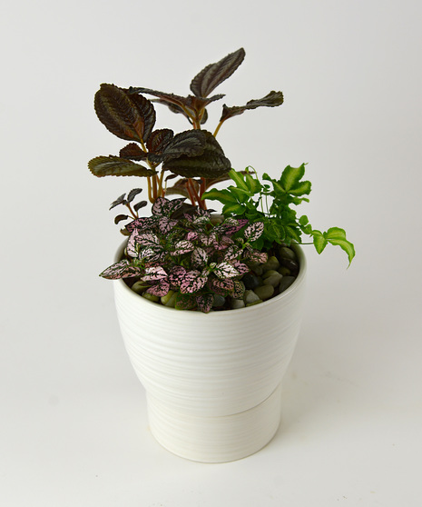 Desk Garden - Self Watering Ceramic