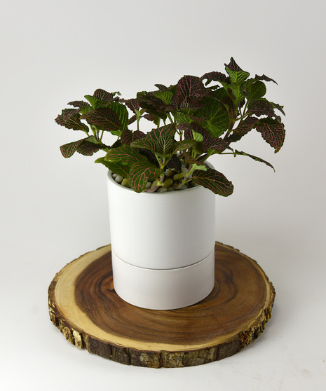 Pink Fittonia Self Watering Pot