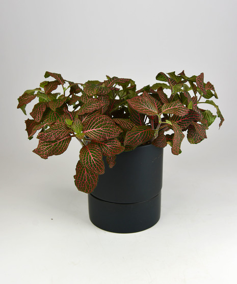 Pink Fittonia Self Watering Pot
