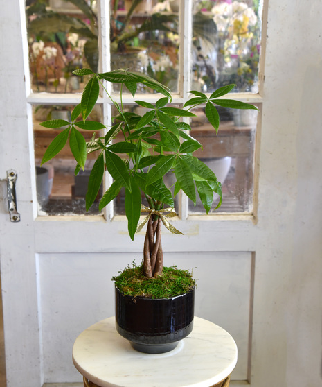 Mini Money Tree