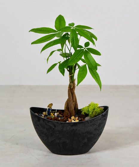 Money Tree Delivery San Mateo (CA) Ah Sam Florist