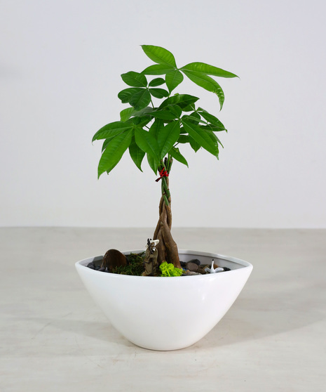 Mini Money Tree