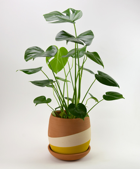 Terracotta Sunset Philodendron - Split Leaf Philodendron