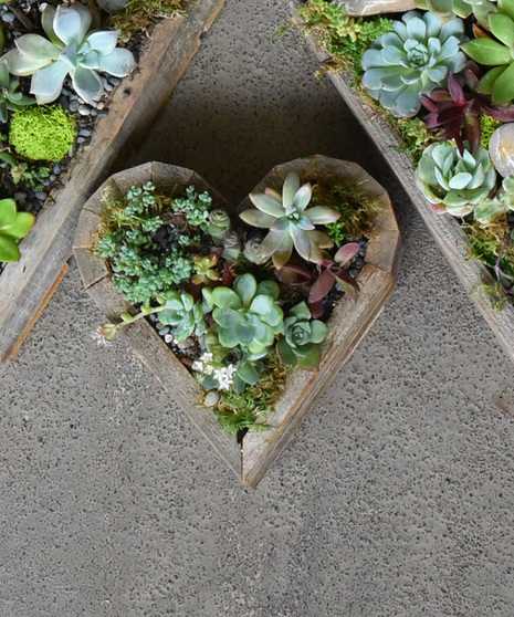 Hand selected succulents for texture and color are planted in a wooden heart shaped frame. 