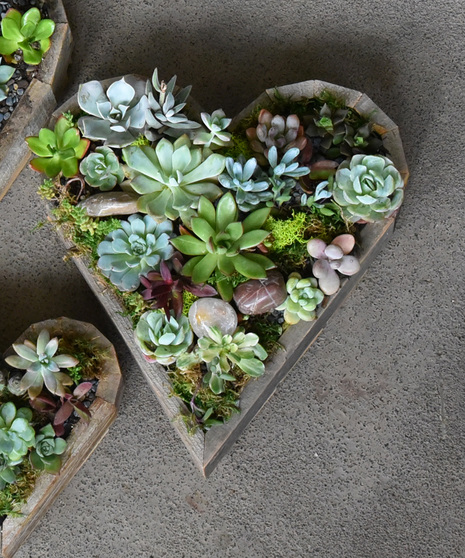 Hand selected succulents for texture and color are planted in a wooden heart shaped frame. 